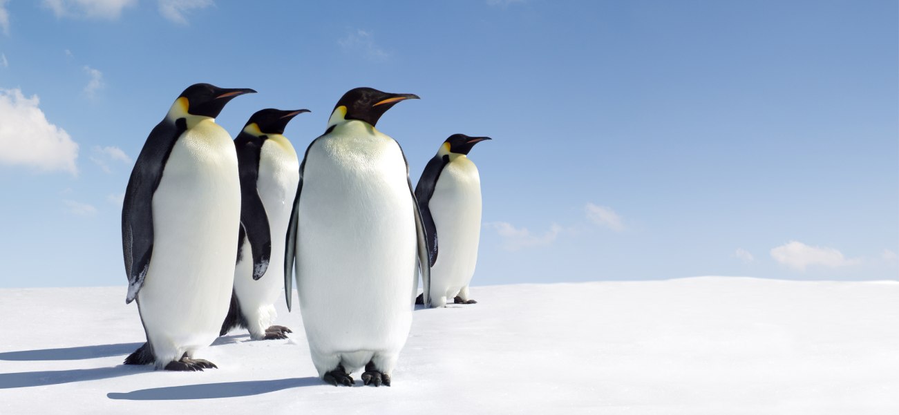 A group of penguins in an icy environment, who look like they are business networking