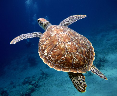 A loggerhead sea turtle swimming in the waters of Cyprus, gracing our Cyprus company formation services presentation with its beauty