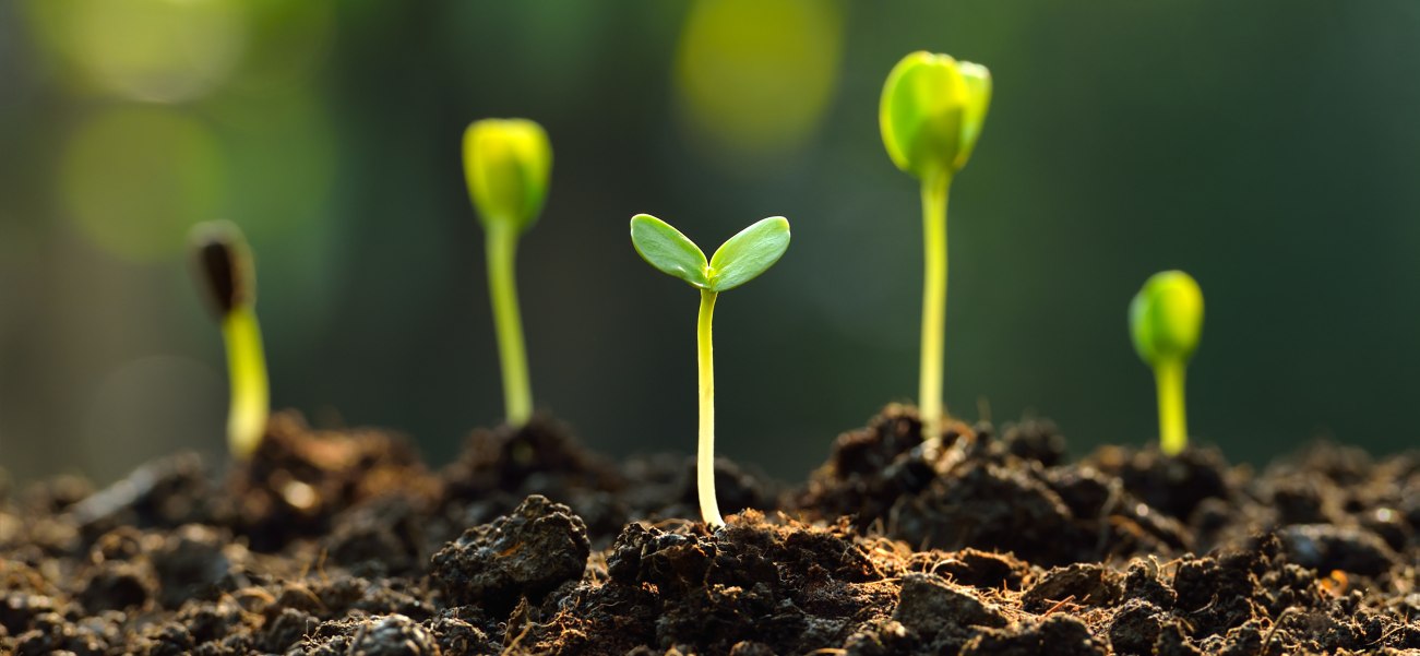 Five young seedlings shooting from the ground, symbolising the seeds of finance