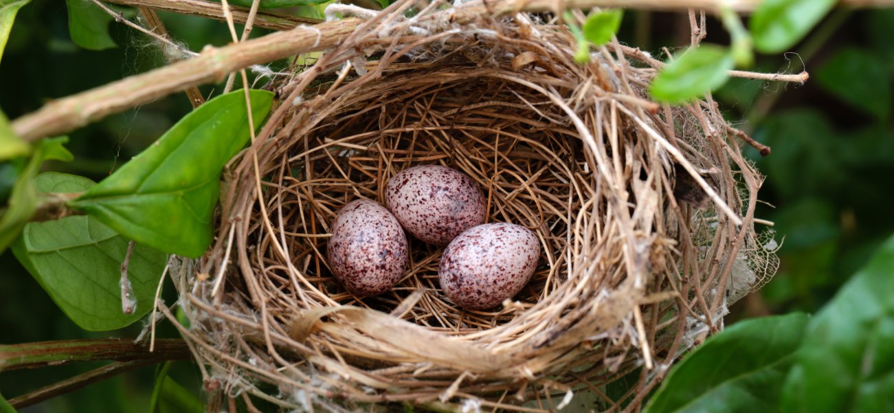 Nest with three eggs used as a metaphor for accounting and saving