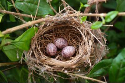Nest with three eggs used as a metaphor for accounting and saving