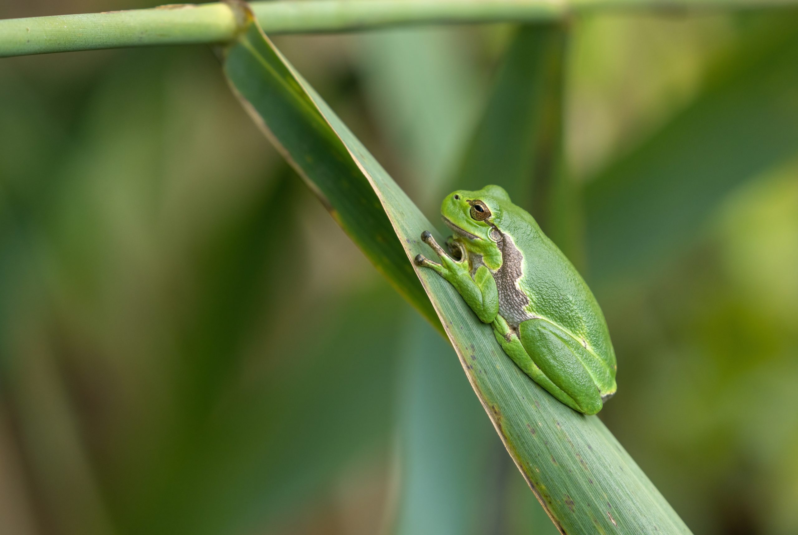 The European tree frog (Hyla arborea) is one of three amphibians native to Cyprus